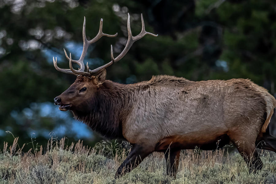 Bull Elk #1 Photograph by Paul Freidlund