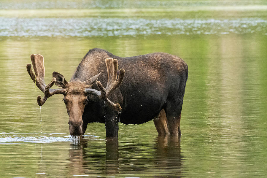 Bull Moose #1 Photograph by Brenda Jacobs