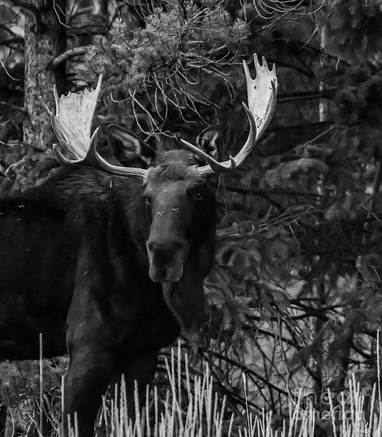 Bull Moose in BW #1 Photograph by Patrick Nowotny
