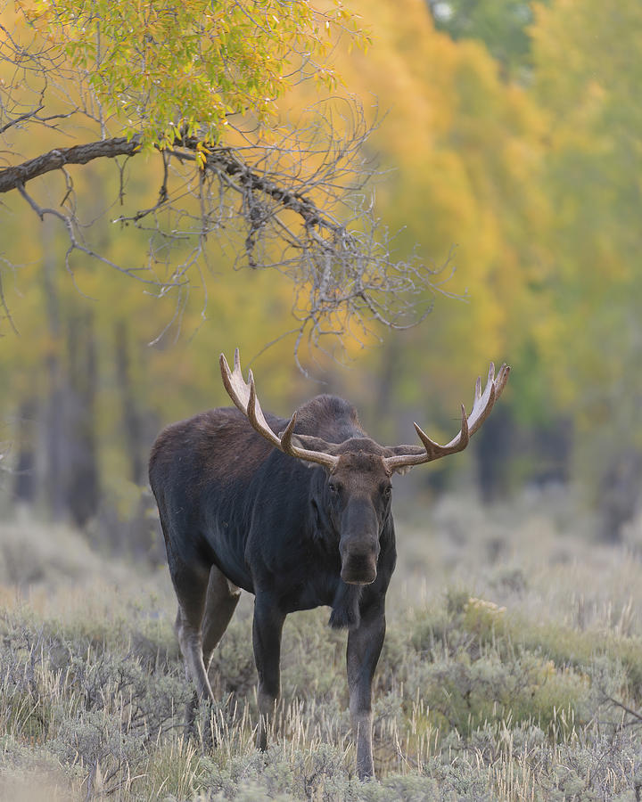 Bull Moose in the Fall  #1 Photograph by Gary Langley