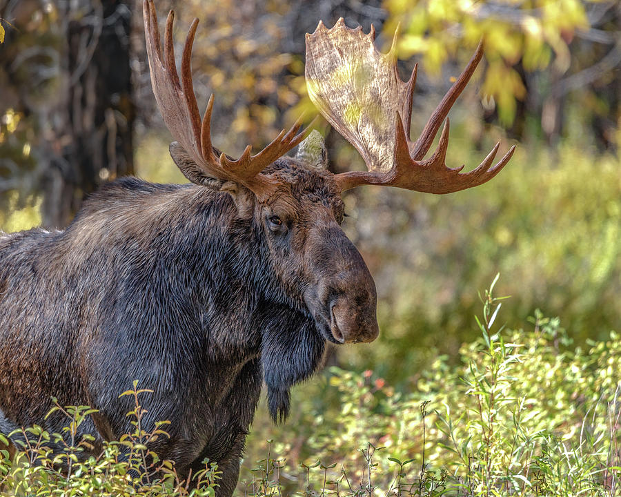 Bull Moose Known As Shoshone #1 Photograph by Yeates Photography