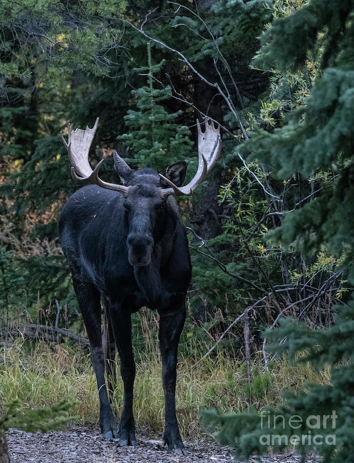 Bull Moose #1 Photograph by Patrick Nowotny
