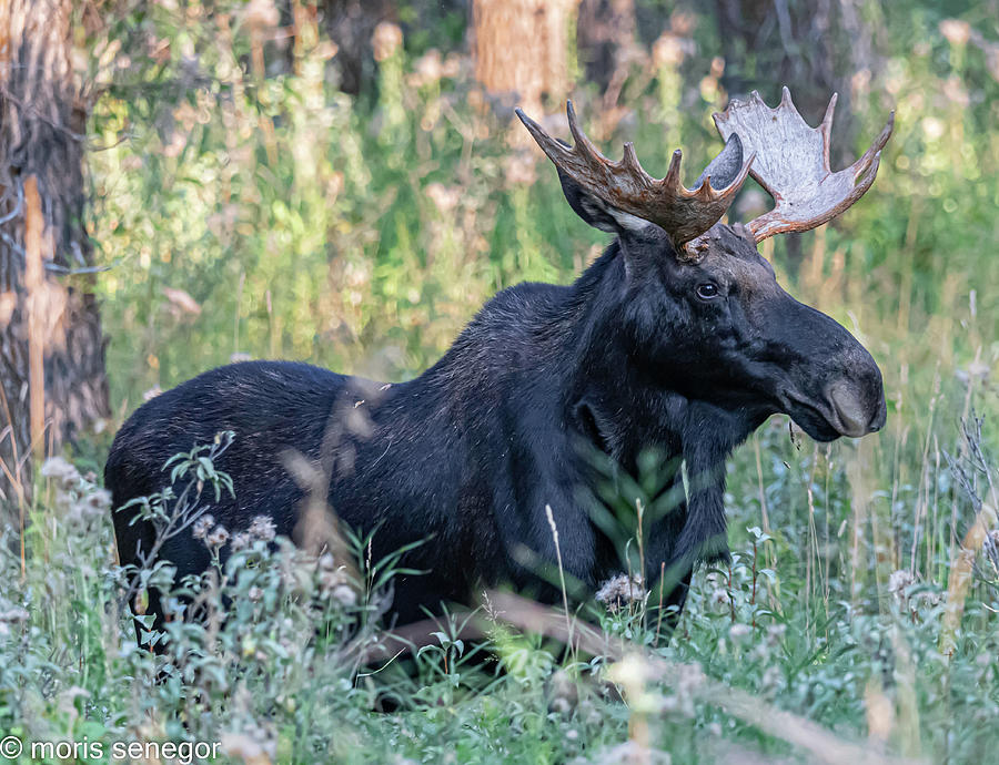 Bull moose, Wilson, WY #1 Photograph by Moris Senegor