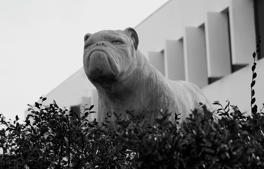 Bulldog at South Carolina State University Orangeburg bw Photograph by Bob Pardue