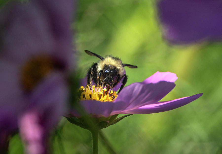 Bumble Bee Pollinating Flower #2 Photograph by Sandra Js