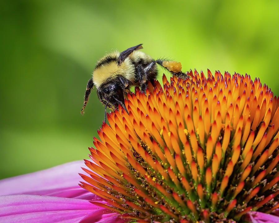 Bumblebee Photograph by Mark Mille | Fine Art America