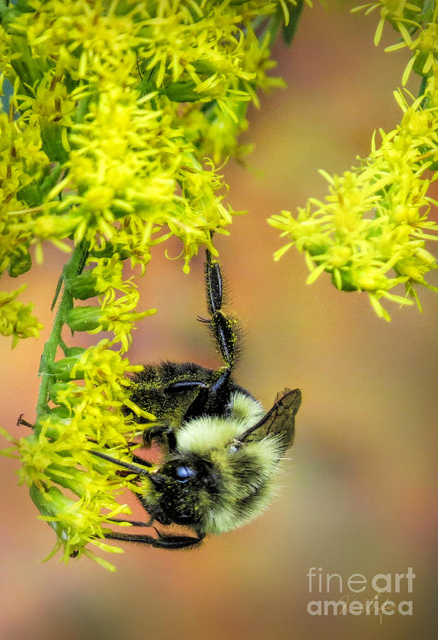 Nature Photograph - Bumblebee on Goldenrod by Rosanna Life