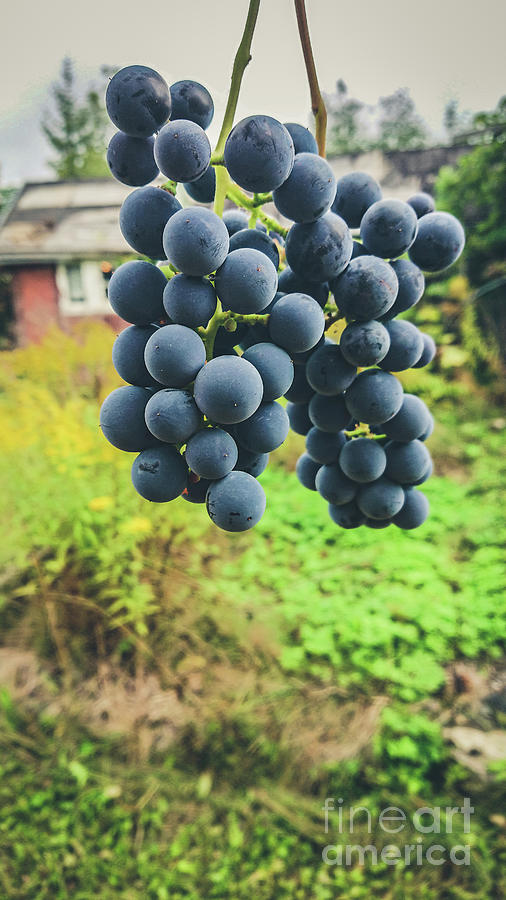 Bunch Of Dark Grapes With Green Background Photograph By Beautiful Things