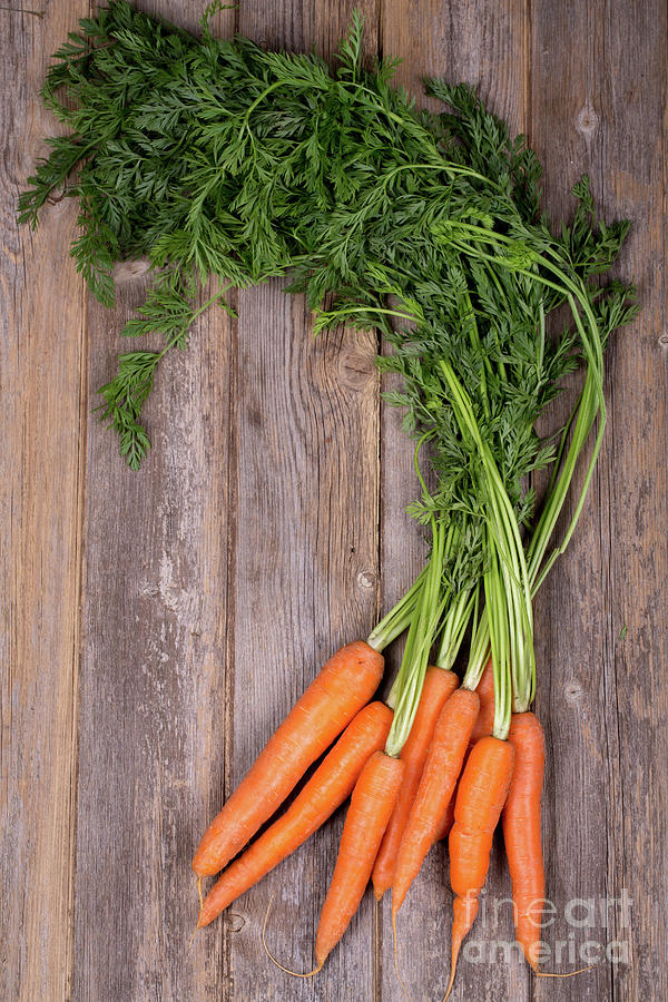 Bunched carrots #1 Photograph by Jane Rix