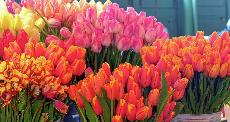 Bunches of Colorful Tulips #1 Photograph by Darryl Brooks