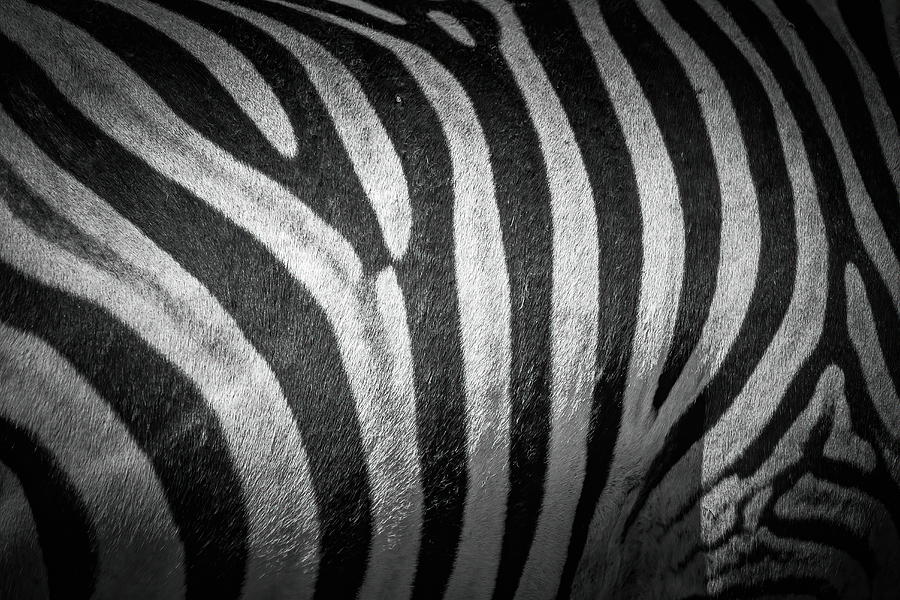 Burchelles Zebra #2 Photograph by Keith Carey