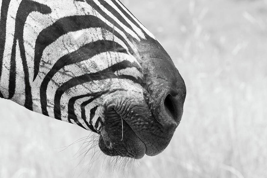 Burchells Zebra #6 Photograph by Keith Carey