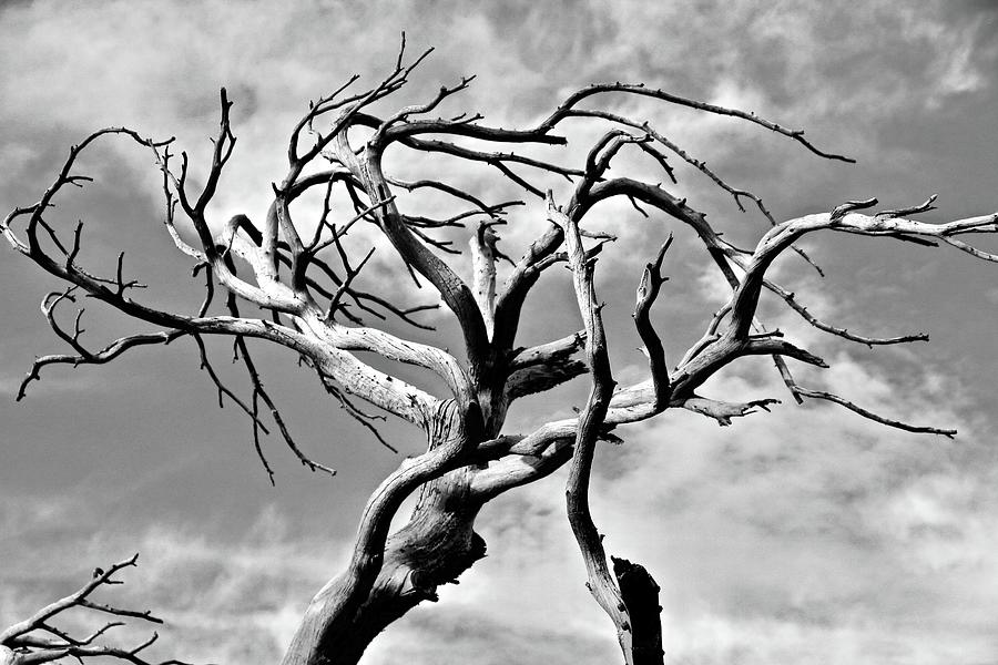Burmis Tree Photograph