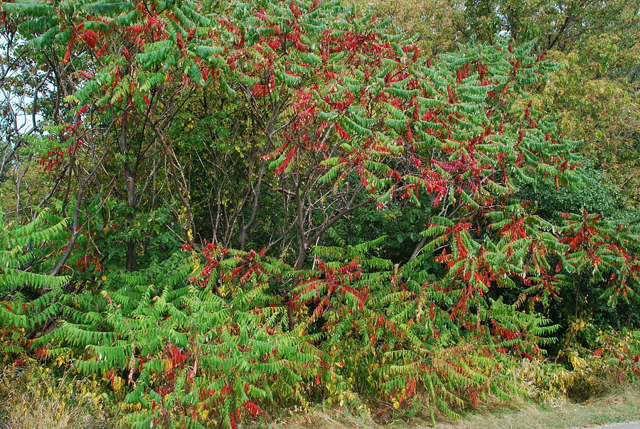 The Staghorn Sumac Tree Photograph