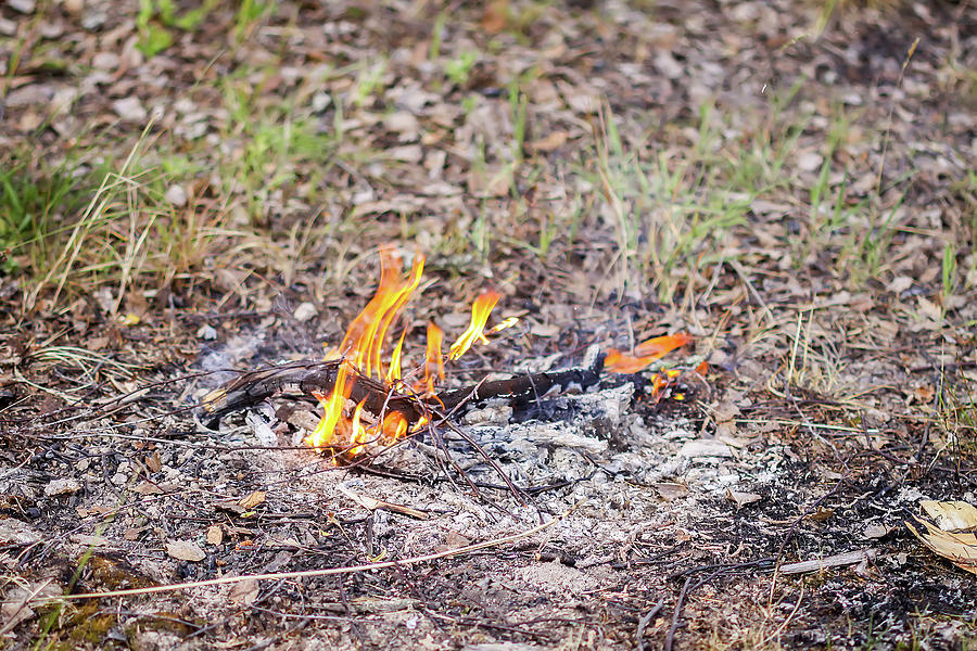 Nature Photograph - Burning dry twigs. Bonfire at a camp in summer evening outdoors #1 by Olga Strogonova