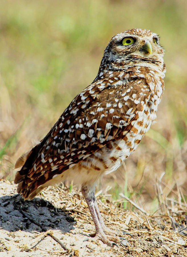 Burrowing owl 3 #1 Photograph by Joanne Carey