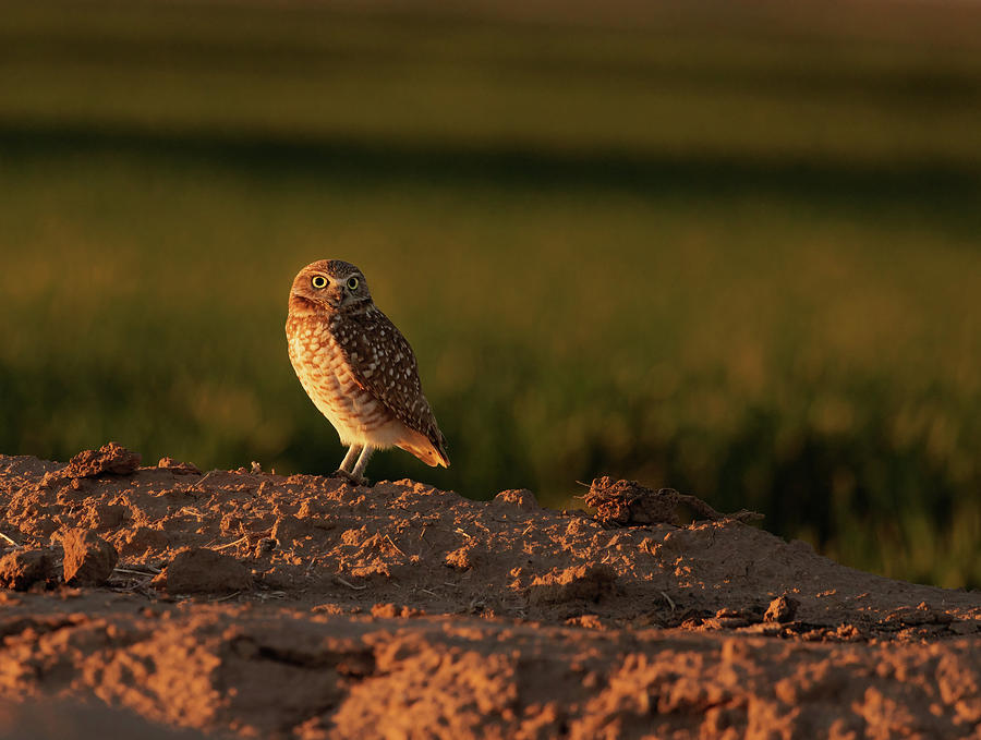 Burrowing Owl 5 Photograph by Jean Noren