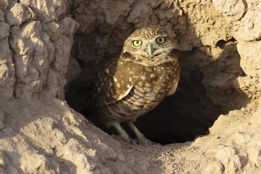 Burrowing owl #1 Photograph by Alan Vernon