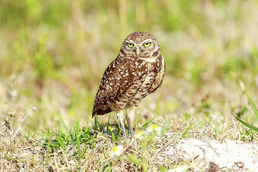 Burrowing Owl Cape Coral Photograph By Ben Graham - Fine Art America