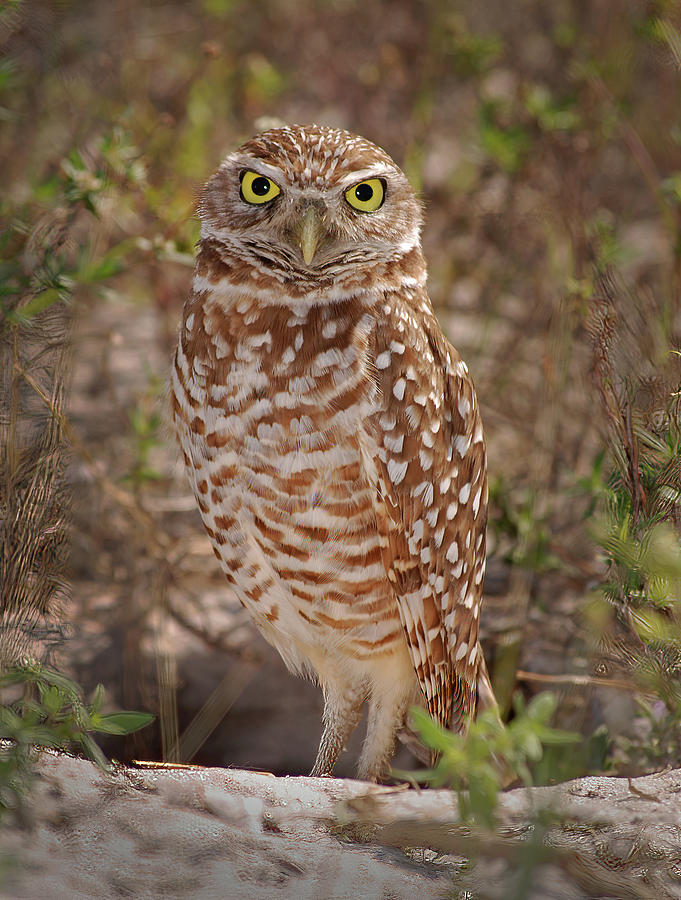 Burrowing Owl #1 Photograph by Cindy McIntyre