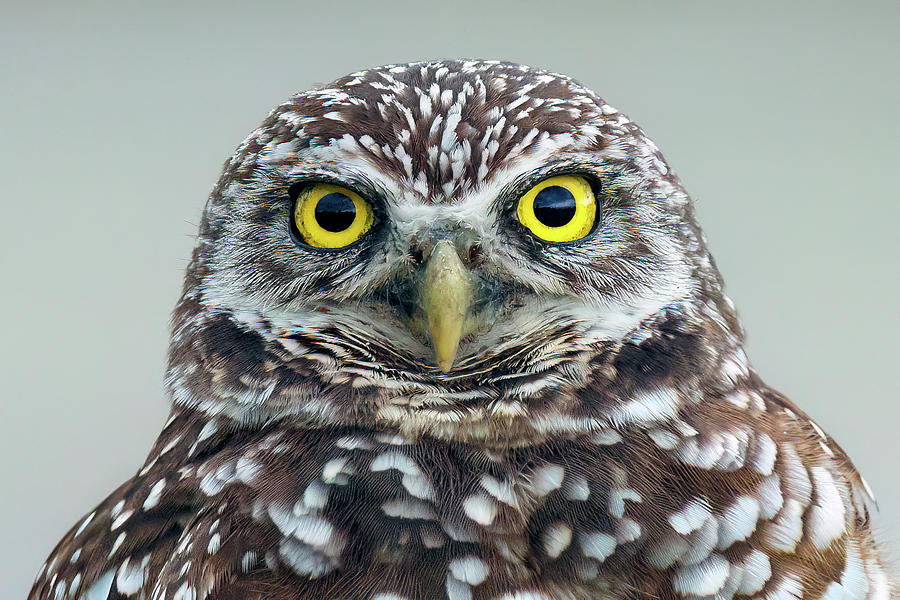 Burrowing Owl-EYES Photograph by Bruno Barriere - Fine Art America