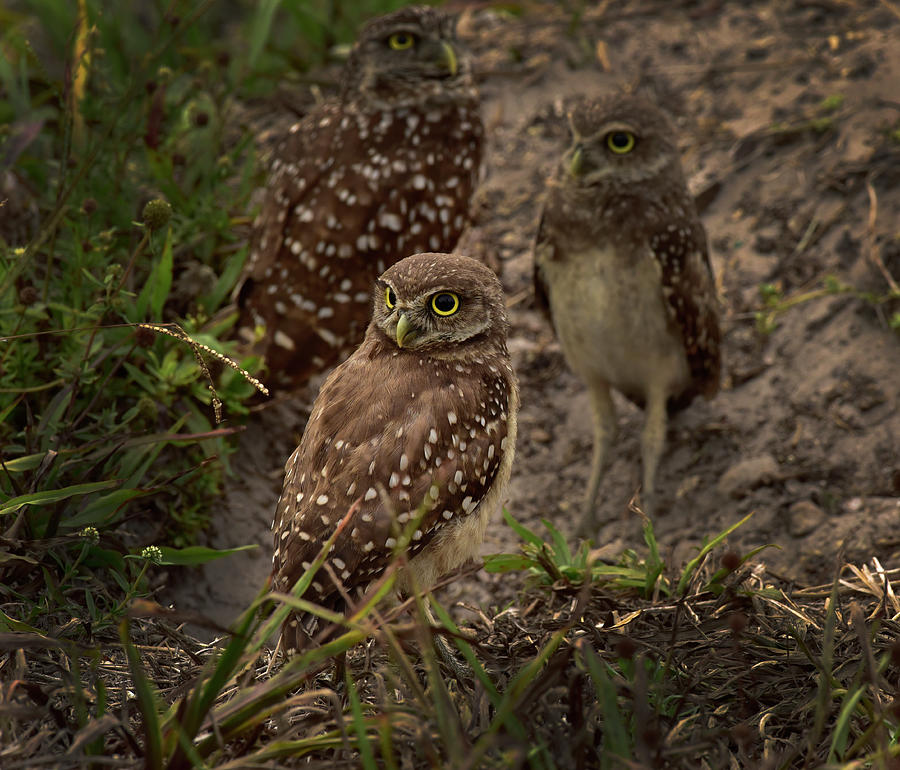 Burrowing Owl Family #1 Photograph by Cindy McIntyre