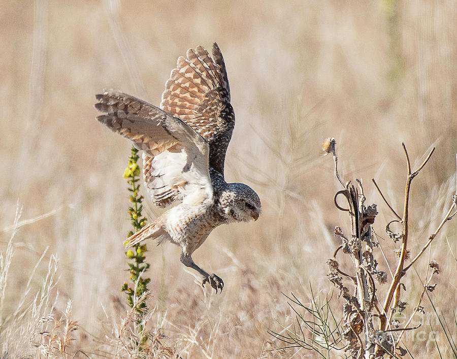 Burrowing Owl Hunting #1 Photograph by Dennis Hammer