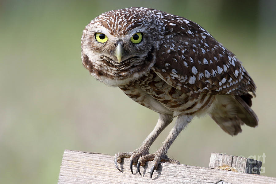 Burrowing Owl #1 Photograph by Meg Rousher