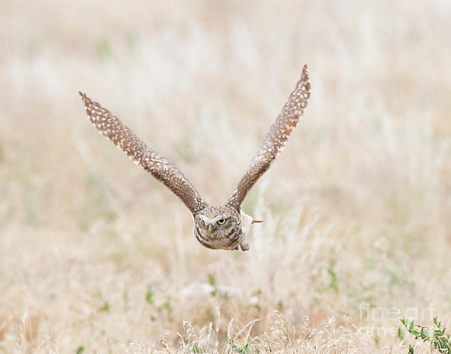 Burrowing Owl on the Wing #1 Photograph by Dennis Hammer