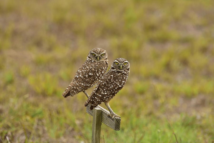 Burrowing Owl Pair #1 Photograph by Cindy McIntyre