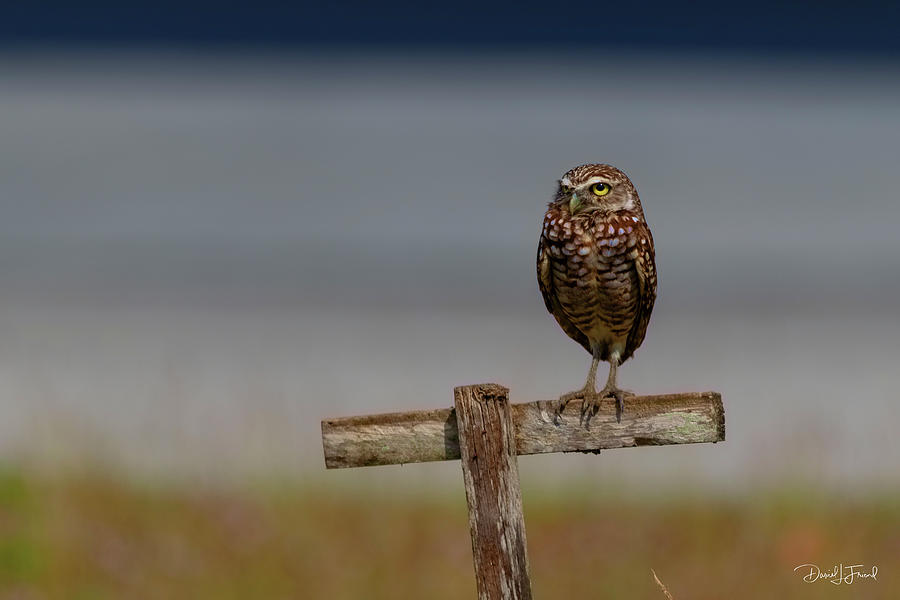 Burrowing owl perched #1 Photograph by Dan Friend