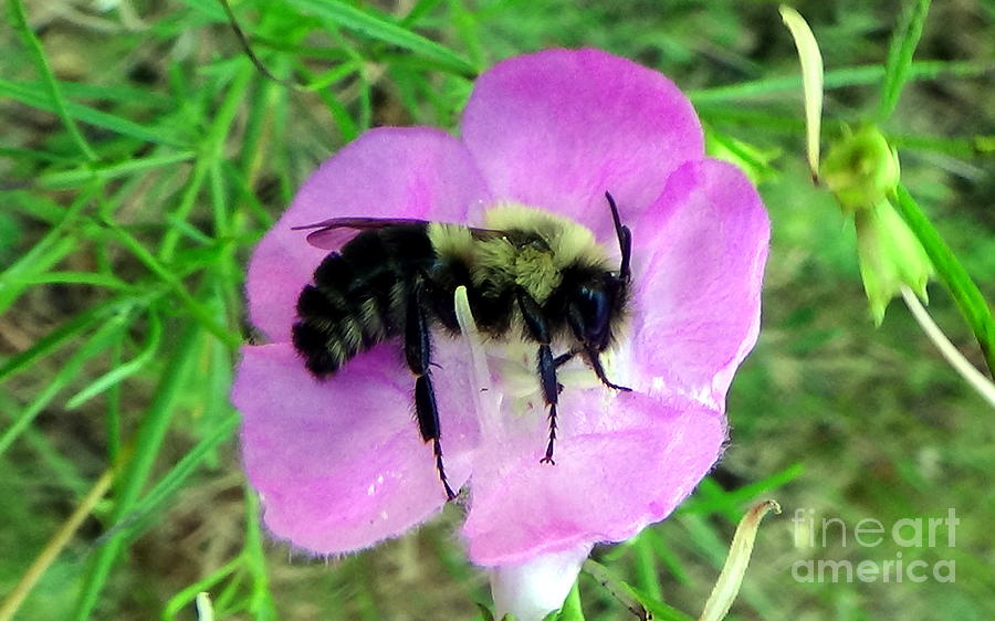 Buzzed Bee Photograph by Al Powell Photography USA