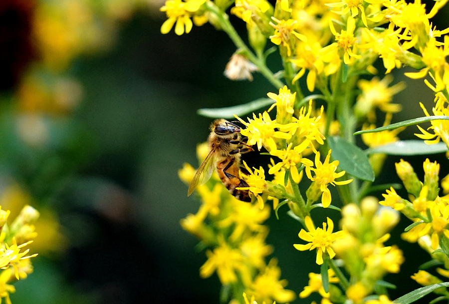 Busy Bee #1 Photograph by Caryn La Greca
