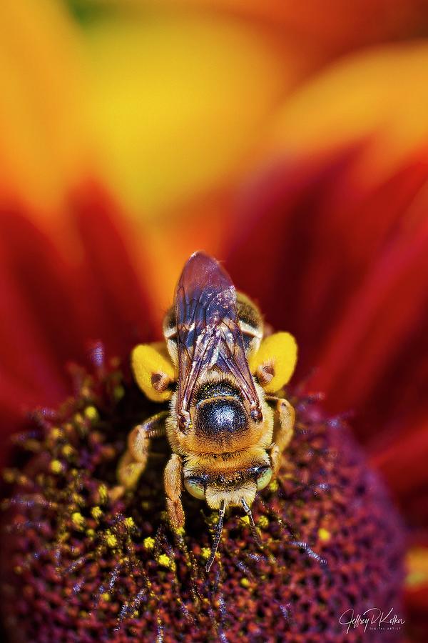 Busy Bee Photograph by Jeffrey Kolker