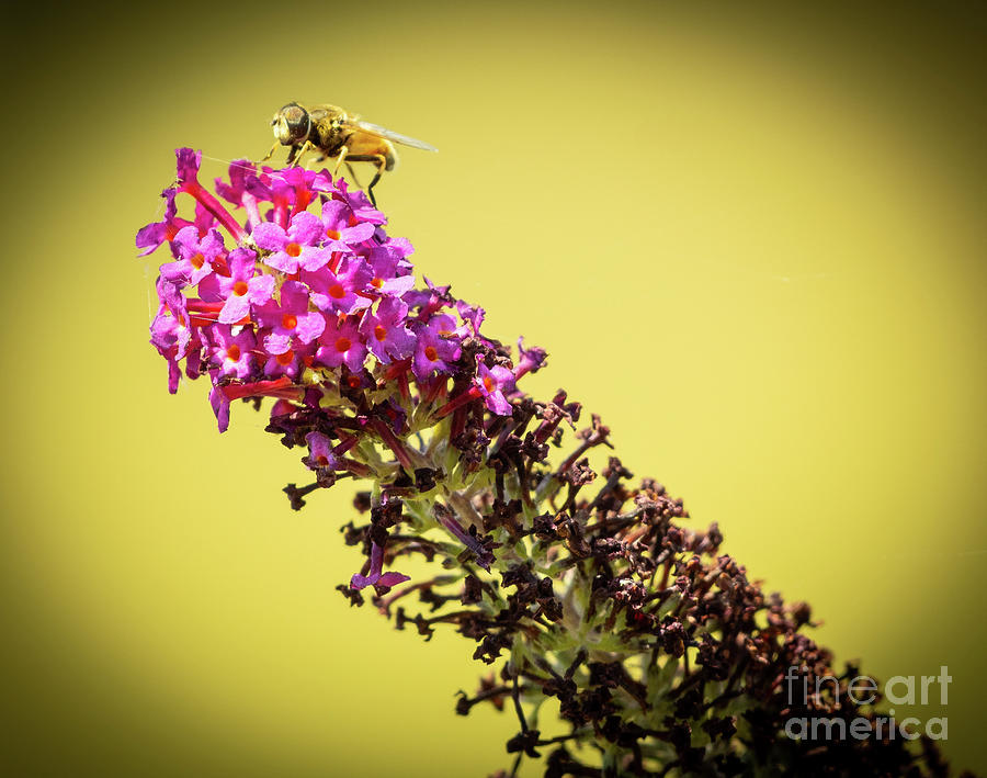 Busy Bee #3 Photograph by Nick Boren