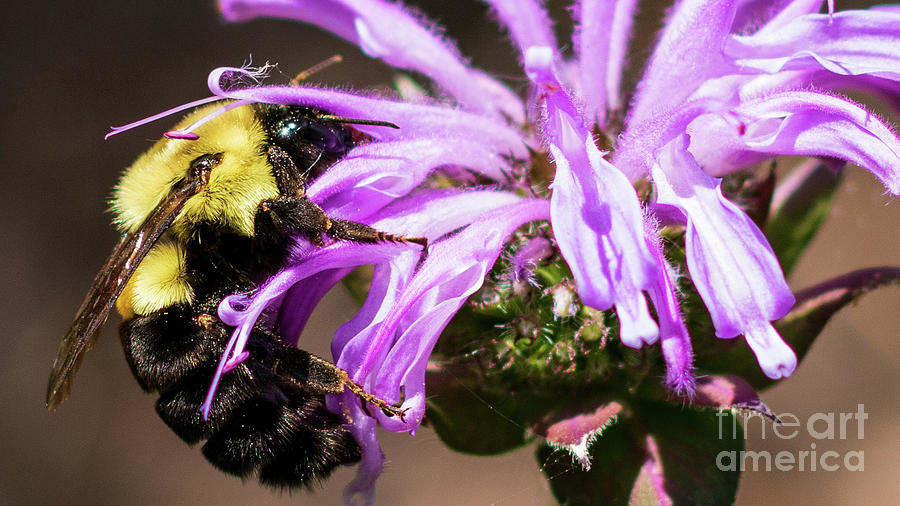 Busy Bumble Bee Photograph by Pam  Holdsworth