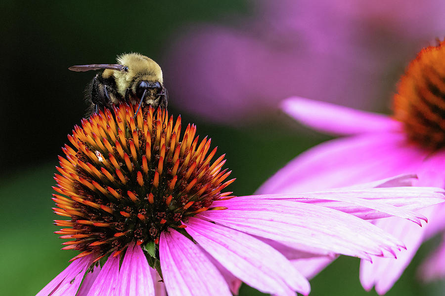 Busy Bee Photograph by Romeo Andrei Cana - Fine Art America