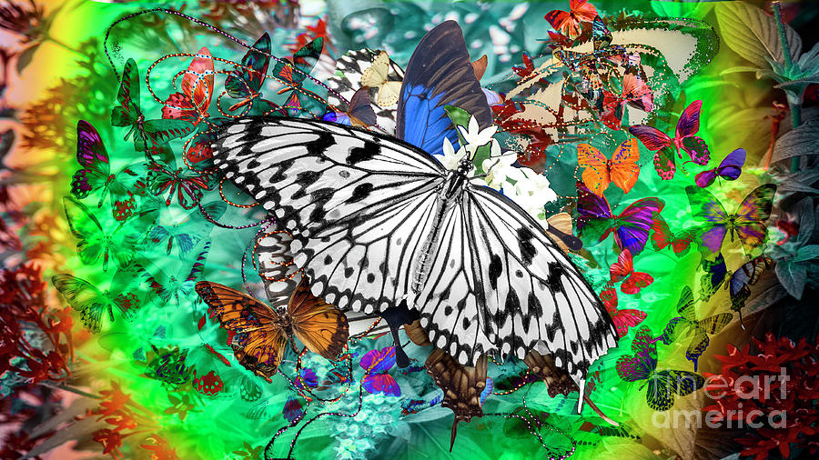 Butterflies #2 Digital Art by Anthony Ellis