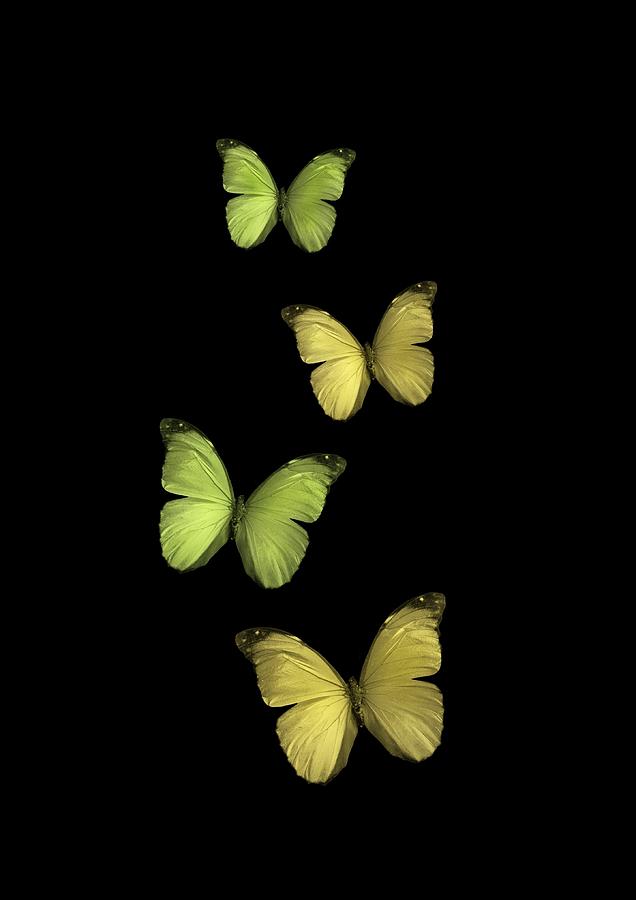 Butterflies flying in black background Photograph by Olga Rubio Manzano ...