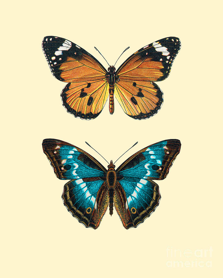 Butterfly Digital Art - Butterflies #1 by Madame Memento