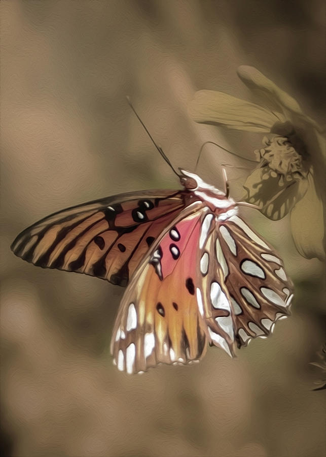 Butterfly Art #1 Photograph by Sandra Js