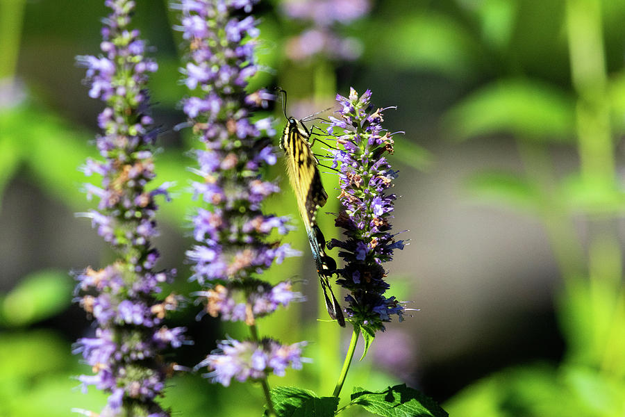 Butterfly Beauty #2 Photograph by Karol Livote