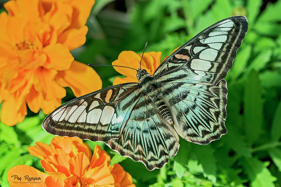 Butterfly Beauty #1 Photograph by Peg Runyan