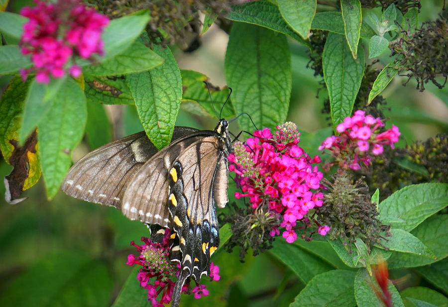 Butterfly #1 Photograph by Caryn La Greca