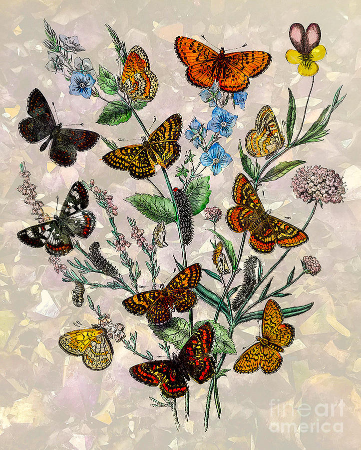 Butterfly Illustration #1 Digital Art by Steven Parker