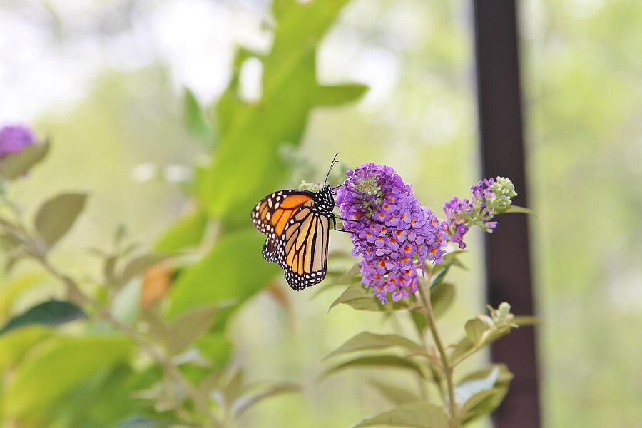 Butterfly #1 Photograph by John Walsh Butterfly #1 Photograph by John Walsh
