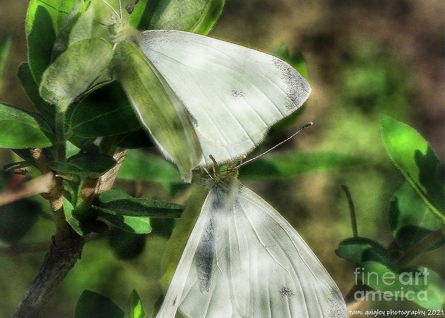 Butterfly Kisses #1 Photograph by Tami Quigley