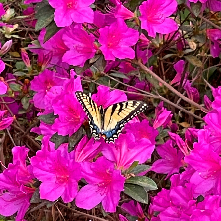 Butterfly Love #2 Photograph by Matthew Seufer