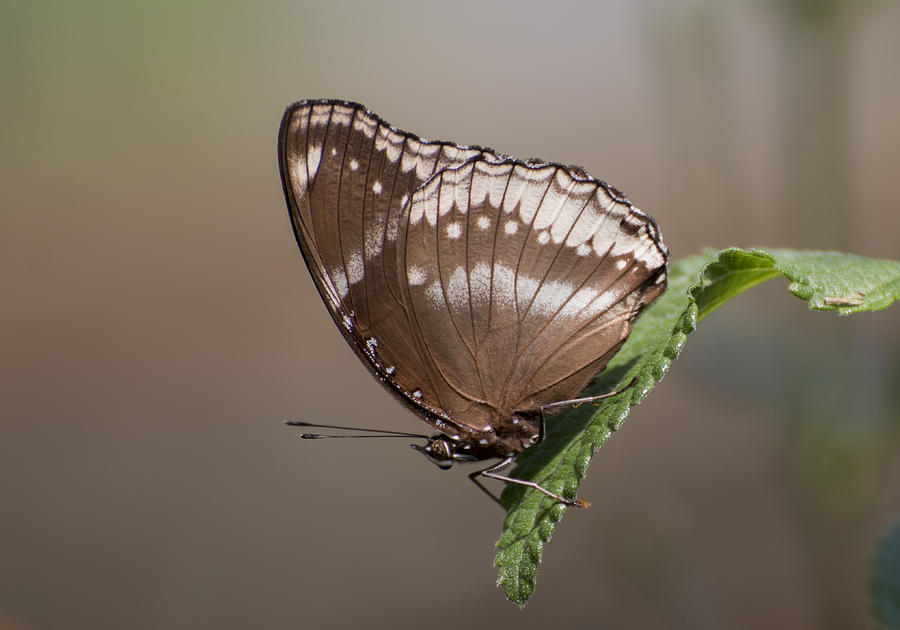 Butterfly macro by Pietro Ebner Butterfly macro by Pietro Ebner