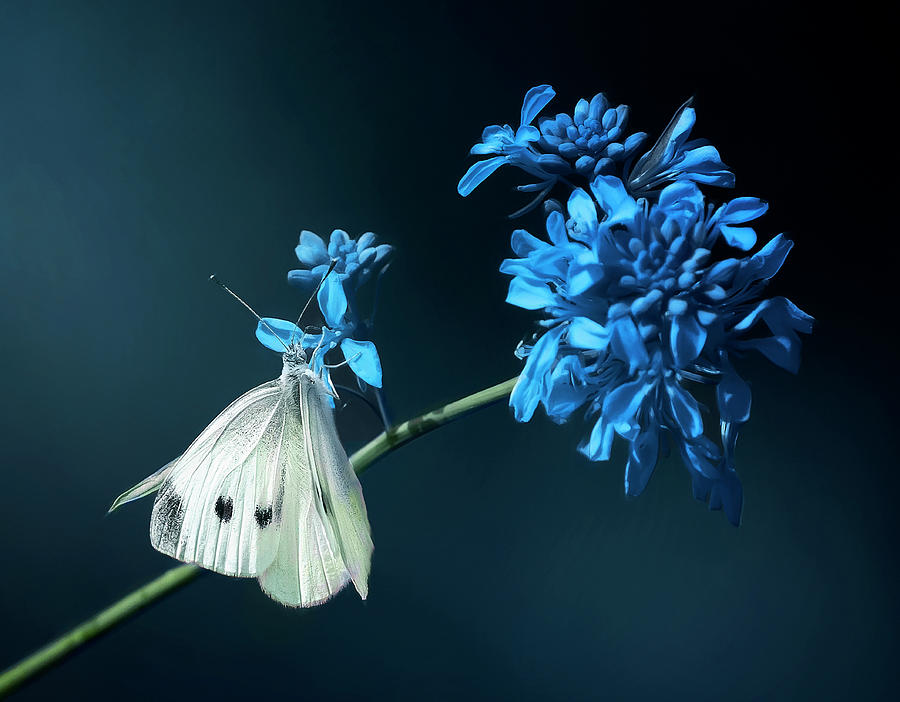Butterfly on a Blue Flower #1 Photograph by Deborah Penland
